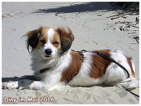 Kooikerhondje von der Spessartrose