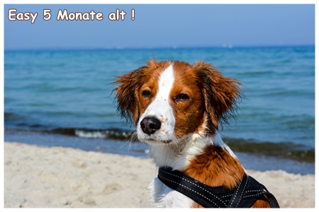 Kooikerhondje von der Spessartrose