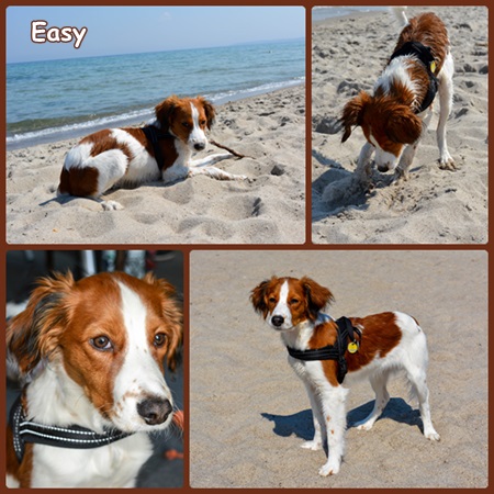 Kooikerhondje von der Spessartrose