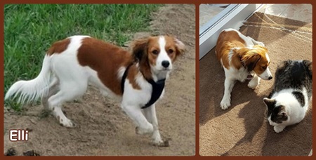 Kooikerhondje von der Spessartrose