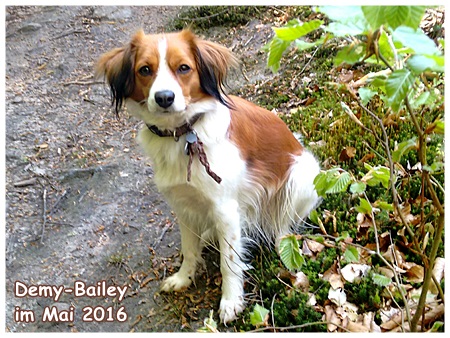 Kooikerhondje von der Spessartrose