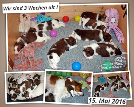 Kooikerhondje von der Spessartrose