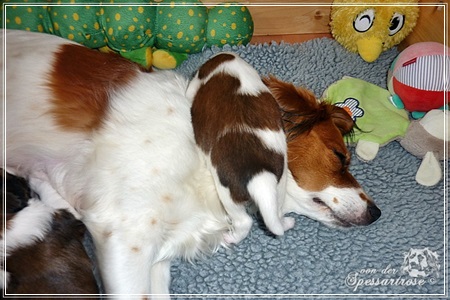 Kooikerhondje von der Spessartrose