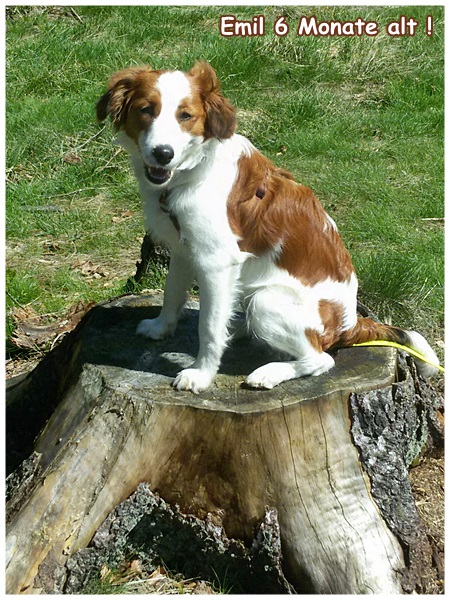 Kooikerhondje von der Spessartrose