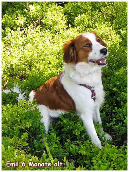 Kooikerhondje von der Spessartrose