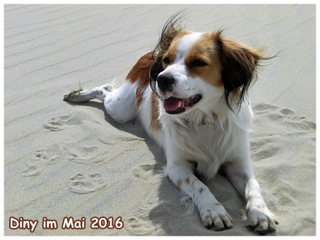 Kooikerhondje von der Spessartrose