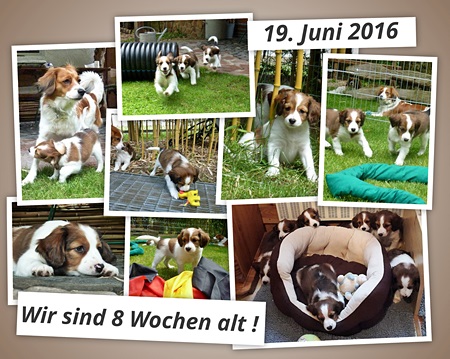 Kooikerhondje von der Spessartrose