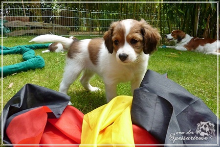 Kooikerhondje von der Spessartrose