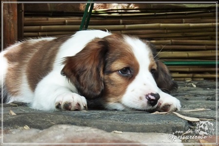 Kooikerhondje von der Spessartrose