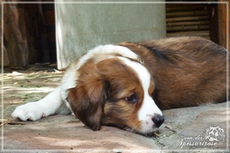 Kooikerhondje von der Spessartrose