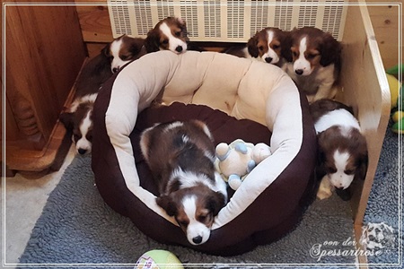 Kooikerhondje von der Spessartrose