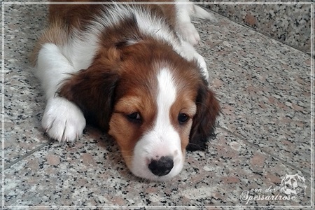 Kooikerhondje von der Spessartrose