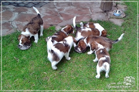 Kooikerhondje von der Spessartrose