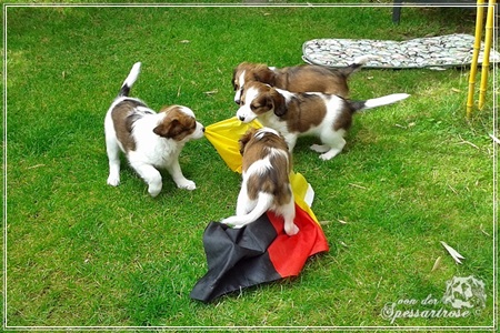 Kooikerhondje von der Spessartrose