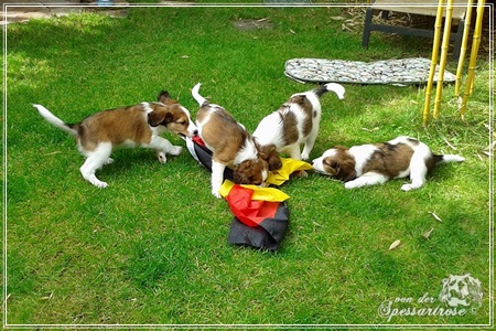 Kooikerhondje von der Spessartrose