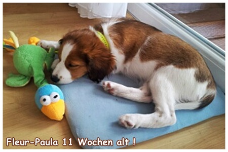 Kooikerhondje von der Spessartrose