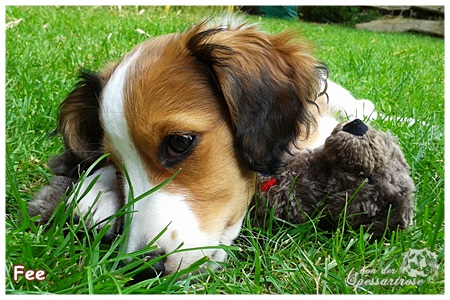 Kooikerhondje von der Spessartrose