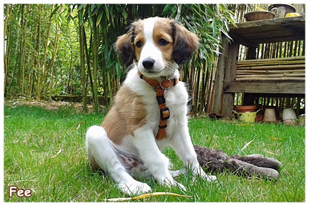 Kooikerhondje von der Spessartrose