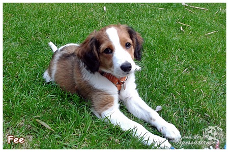 Kooikerhondje von der Spessartrose