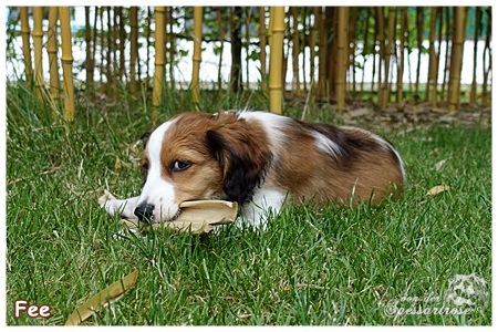 Kooikerhondje von der Spessartrose