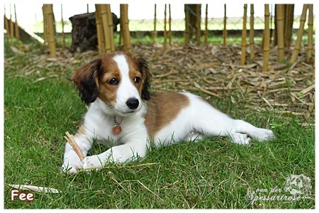 Kooikerhondje von der Spessartrose