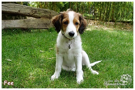 Kooikerhondje von der Spessartrose