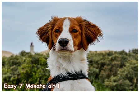 Kooikerhondje von der Spessartrose