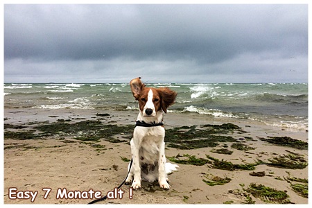 Kooikerhondje von der Spessartrose