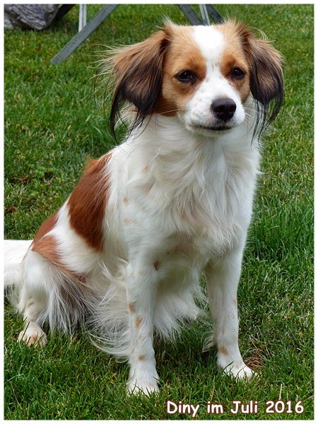 Kooikerhondje von der Spessartrose