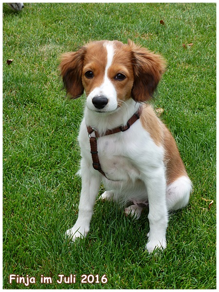 Kooikerhondje von der Spessartrose