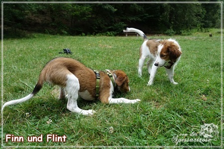 Kooikerhondje von der Spessartrose