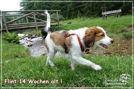 Kooikerhondje von der Spessartrose