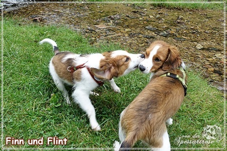 Kooikerhondje von der Spessartrose