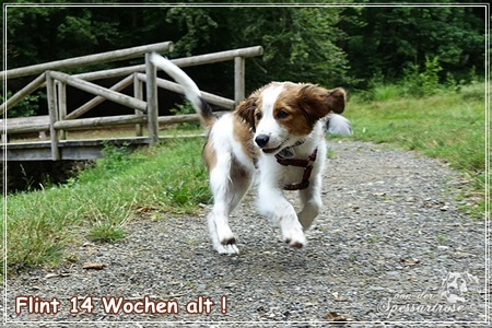 Kooikerhondje von der Spessartrose