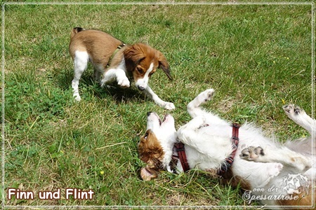 Kooikerhondje von der Spessartrose