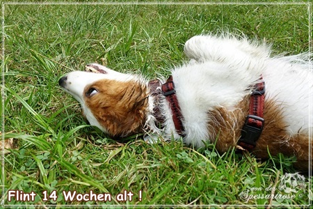 Kooikerhondje von der Spessartrose