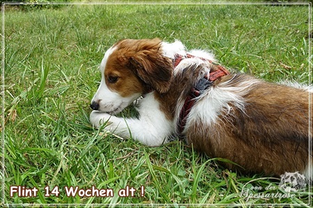 Kooikerhondje von der Spessartrose