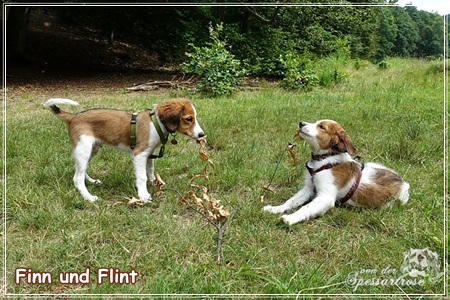 Kooikerhondje von der Spessartrose