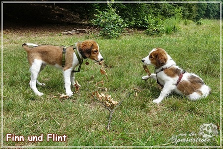 Kooikerhondje von der Spessartrose