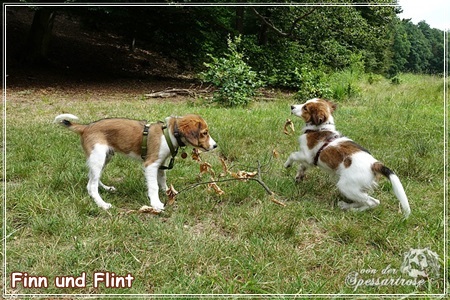 Kooikerhondje von der Spessartrose