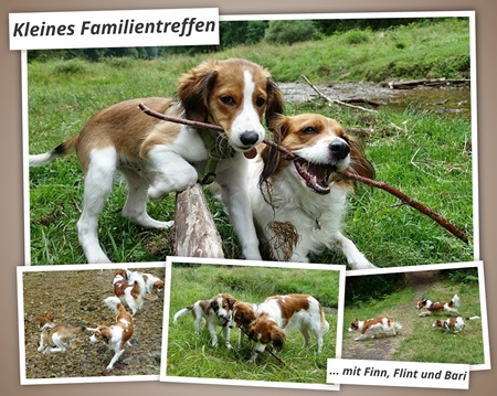 Kooikerhondje von der Spessartrose