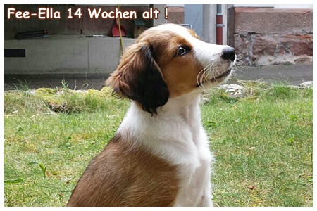 Kooikerhondje von der Spessartrose