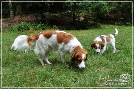 Kooikerhondje von der Spessartrose