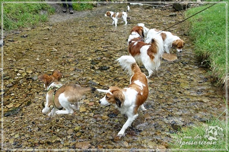 Kooikerhondje von der Spessartrose