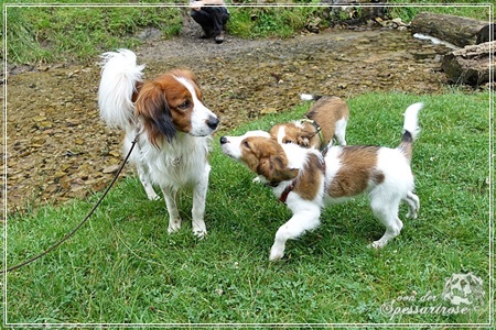 Kooikerhondje von der Spessartrose