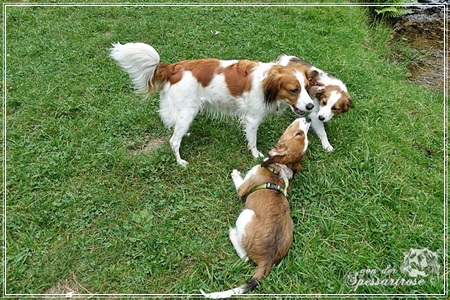 Kooikerhondje von der Spessartrose