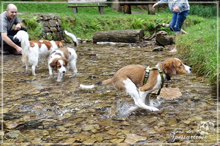 Kooikerhondje von der Spessartrose