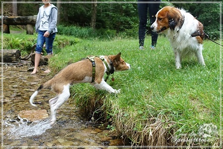 Kooikerhondje von der Spessartrose