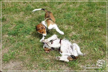 Kooikerhondje von der Spessartrose