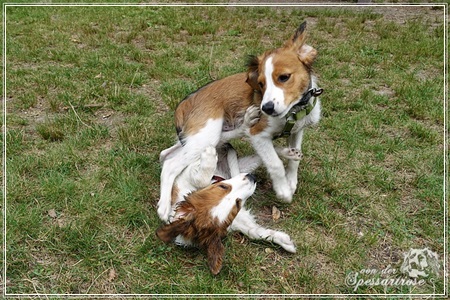 Kooikerhondje von der Spessartrose